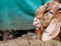 Head of a brown color Jamnapari male goat, close up shot Royalty Free Stock Photo