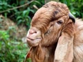 Head of a brown color Jamnapari male goat, close up shot Royalty Free Stock Photo