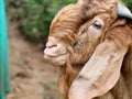 Head of a brown color Jamnapari male goat, close up shot Royalty Free Stock Photo