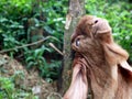 Head of a brown color Jamnapari male goat, close up shot Royalty Free Stock Photo