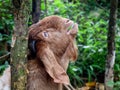 Head of a brown color Jamnapari male goat, close up shot Royalty Free Stock Photo