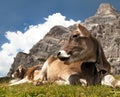 Head of brown cow (bos primigenius taurus), with cowbell Royalty Free Stock Photo