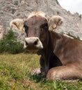 Head of brown cow (bos primigenius taurus), with cowbell Royalty Free Stock Photo