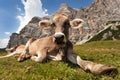 Head of brown cow (bos primigenius taurus), with cowbell Royalty Free Stock Photo