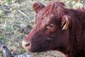 Head of a brown cow in the profile with earmark Royalty Free Stock Photo