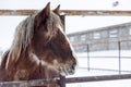 Head of brown furry plow horse in paddock on farm in winter season Royalty Free Stock Photo