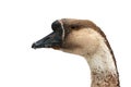 Head of a brown goose close-up isolated on white background Royalty Free Stock Photo