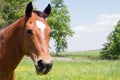 Head of brown horse Royalty Free Stock Photo