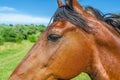 Head of brown horse close-up eye Royalty Free Stock Photo