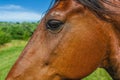 Head of brown horse close-up eye Royalty Free Stock Photo