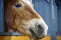 Head brown horse close-up. The foal stands in the pen and looks. Wooden stall for horses Royalty Free Stock Photo