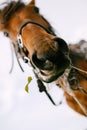 The head of a brown horse, a close-up of the horse`s nose, a view from the bottom up.