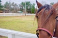 Horse`s head, close up, straight on, partial view Royalty Free Stock Photo