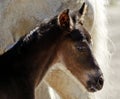 Head of the brown horse foal Royalty Free Stock Photo