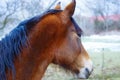 Head Brown Horse and land in background. Royalty Free Stock Photo