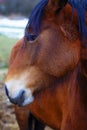 Head Brown Horse and land in background. Royalty Free Stock Photo