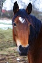 Head Brown Horse and land in background Royalty Free Stock Photo