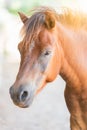 Head brown horse Royalty Free Stock Photo