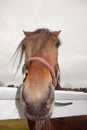 Horse`s head, close up, straight on, humorous Royalty Free Stock Photo