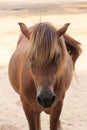 Head brown horse is standing on farm background. Royalty Free Stock Photo