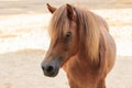 Head brown horse is standing on farm background. Royalty Free Stock Photo