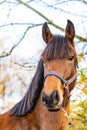 A head of a brown KWPN stallion, Dutch Warmblood horse, 2 years old. Outside against a green and yellow natural