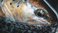 Head of brown trout close-up