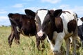 The head of a brown and white cow looks at the camera in the pasture Royalty Free Stock Photo