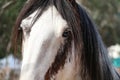 Head of brown and white horse head with unusual blue eye, close up Royalty Free Stock Photo