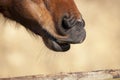 Horse wrinkles his nose Royalty Free Stock Photo