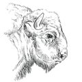 Head of brutal bison hand drawing illustration