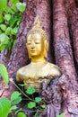 Head Buddha in the Bodhi Tree Royalty Free Stock Photo