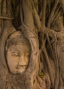 The head of the Buddha is buried in the banyan roots