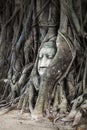 Head of Buddha image in the tree, Ayutthaya, Thailand. Unesco World Heritage Site