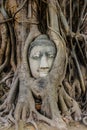 Head of Buddha image in tree root Royalty Free Stock Photo