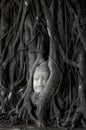 Head of Buddha statue in Banyan Tree with black and white tone,