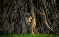 Head of Buddha statue entwined in tree roots at Wat Mahathat. Ayutthaya, Royalty Free Stock Photo