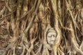 Head of Buddha Statue in the Tree Roots, Ayutthaya, Thailand Royalty Free Stock Photo