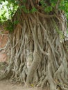 The Head of Buddha statue in the tree roots, Wat Mahathat temple Royalty Free Stock Photo