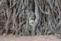 Head of Buddha statue in the tree roots at Wat Mahathat temple Royalty Free Stock Photo