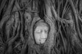 Head of Buddha statue in the tree roots at Wat Mahathat temple, Royalty Free Stock Photo