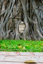 Head of  Buddha statue in the tree roots at Wat Mahathat world heritage, Ayutthaya, Thailand Royalty Free Stock Photo