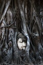 Head of Buddha statue in the tree roots at Wat MahathatHead