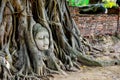 The head of Buddha in tree