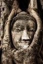 Head of Buddha under a fig tree, Ayutthaya Royalty Free Stock Photo