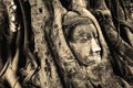 Head of Buddha under a fig tree, Ayutthaya Royalty Free Stock Photo