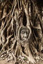 Head of Buddha under a fig tree, Ayutthaya Royalty Free Stock Photo