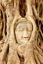 Head of Buddha under a fig tree, Ayutthaya Royalty Free Stock Photo