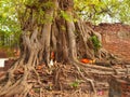 Head of Buddha under a fig tree, Ayutthaya Royalty Free Stock Photo