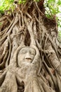 Head of Buddha under a fig tree, Ayutthaya Royalty Free Stock Photo